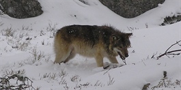 Trolig helnorsk ulveflokk i Linnekleppen